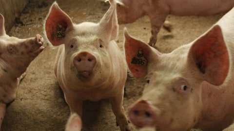 La fiebre o peste porcina está presente en más de 50 países de África, Europa y Asia
