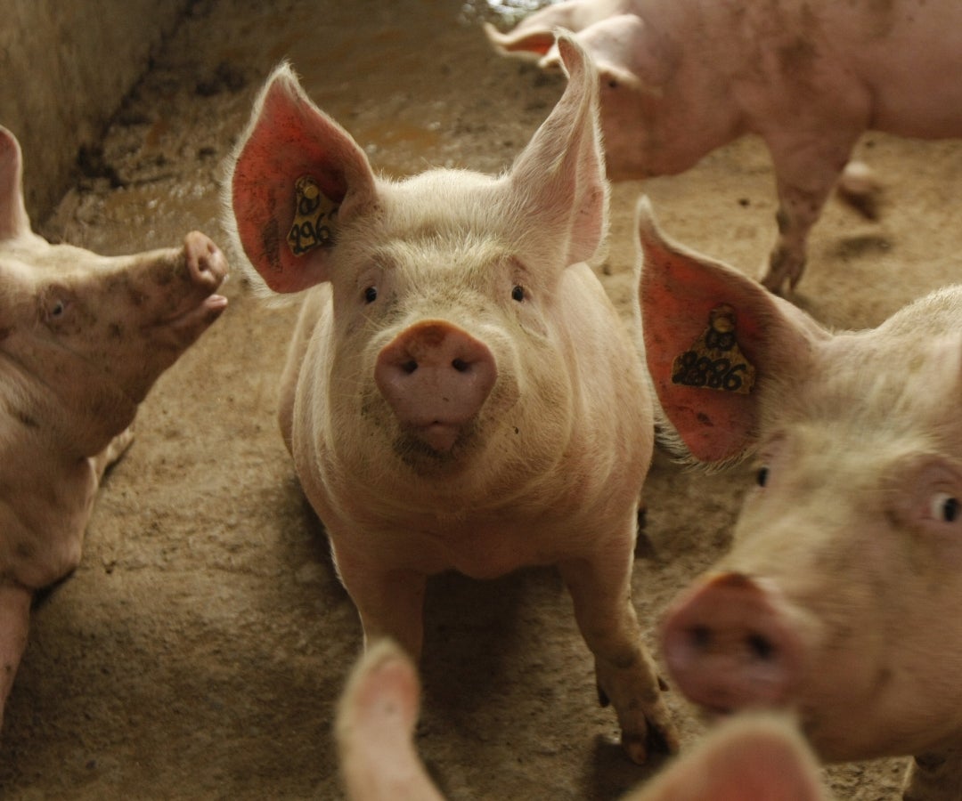 La fiebre o peste porcina está presente en más de 50 países de África, Europa y Asia
