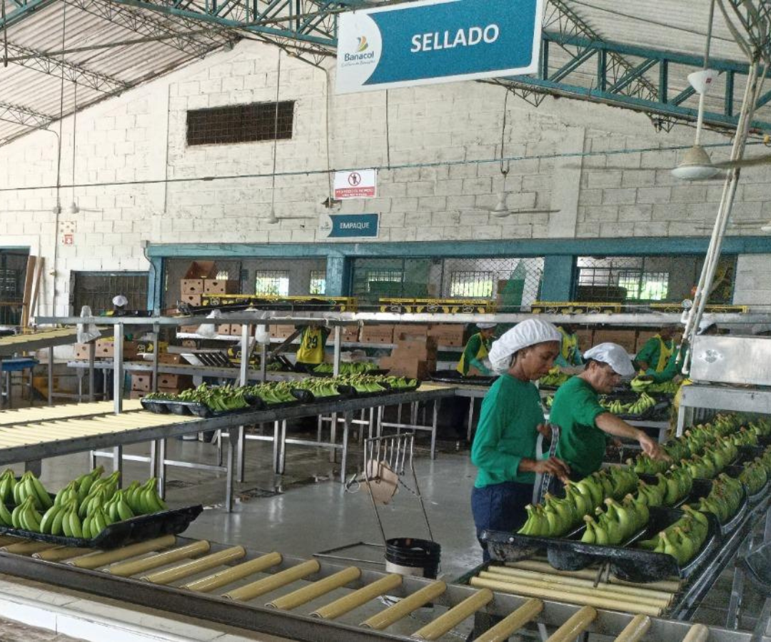 Ex empleados de Banacol fueron absueltos en caso Chiquita Brands Ex empleados de Banacol fueron absueltos en caso Chiquita Brands