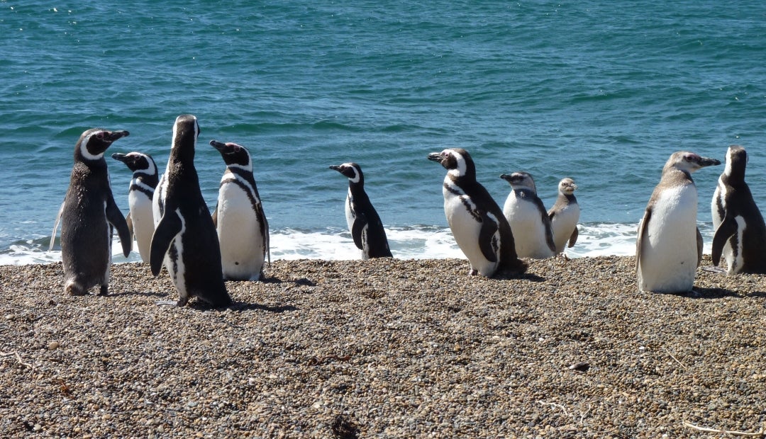 Solo quedan 2.500 pingüinos en la reserva Punta San Juan Solo quedan 2.500 pingüinos en la reserva Punta San Juan