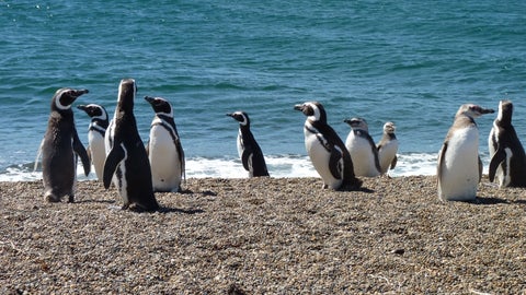 Solo quedan 2.500 pingüinos en la reserva Punta San Juan