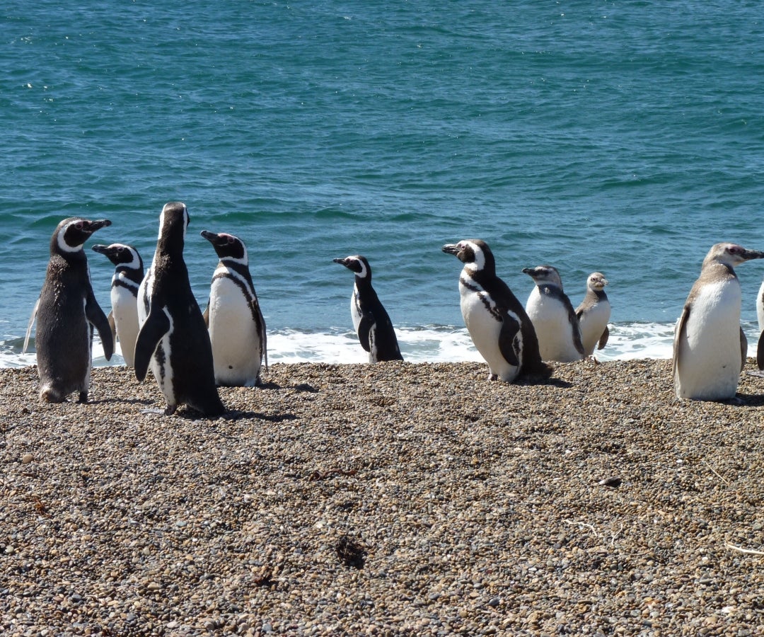 Solo quedan 2.500 pingüinos en la reserva Punta San Juan