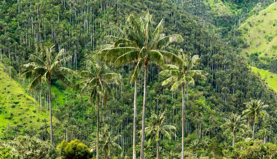 Las palmas del Chocó con atacadas por el el picudo negro Las palmas del Chocó con atacadas por el el picudo negro