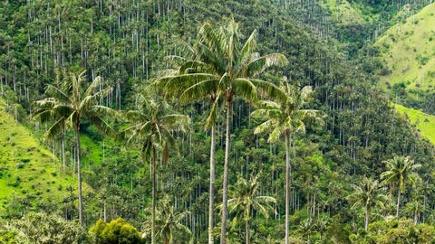 Las palmas del Chocó con atacadas por el el picudo negro