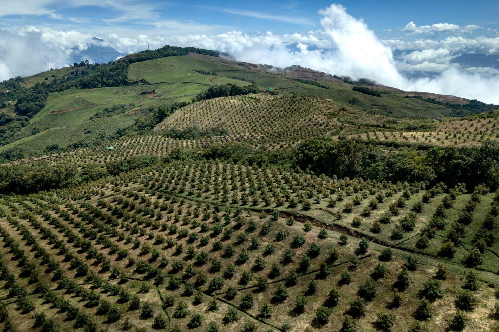 Cultivo de aguacate