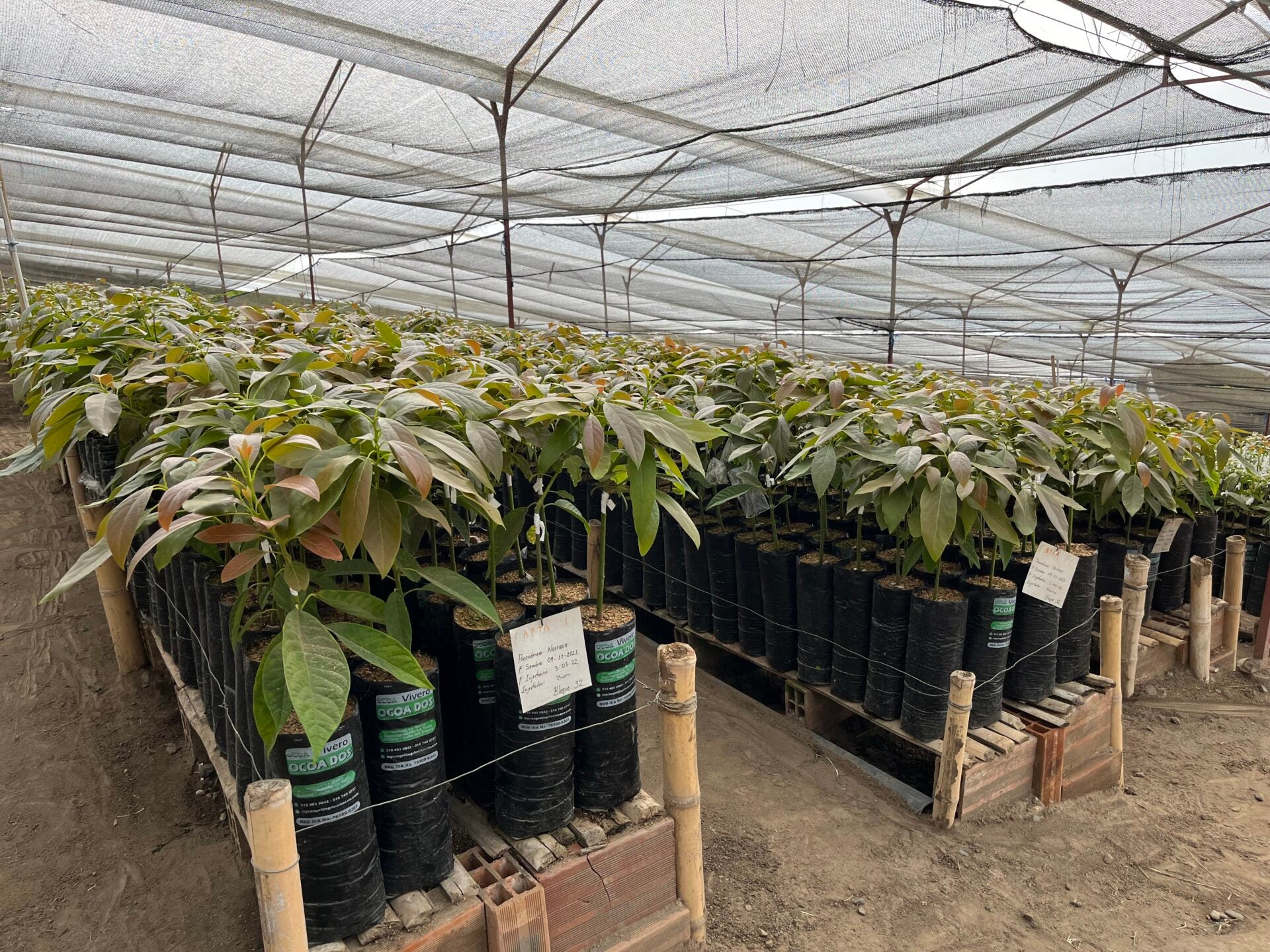 Cultivo de aguacate