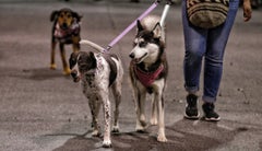 La ley Kiara aplica para centros de educación, guarderías, peluquerías y demás establecimientos