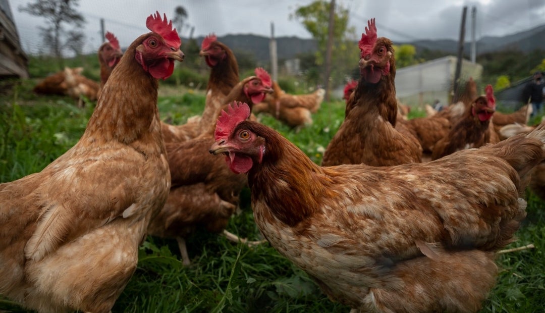 Ajicap mejora la salud de los pollos y gallinas, fortaleciendo sus defensas y su digestión Ajicap mejora la salud de los pollos y gallinas, fortaleciendo sus defensas y su digestión