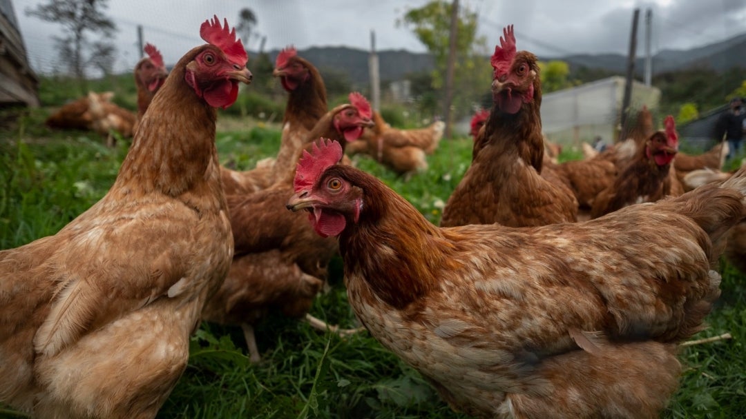 Ajicap mejora la salud de los pollos y gallinas, fortaleciendo sus defensas y su digestión