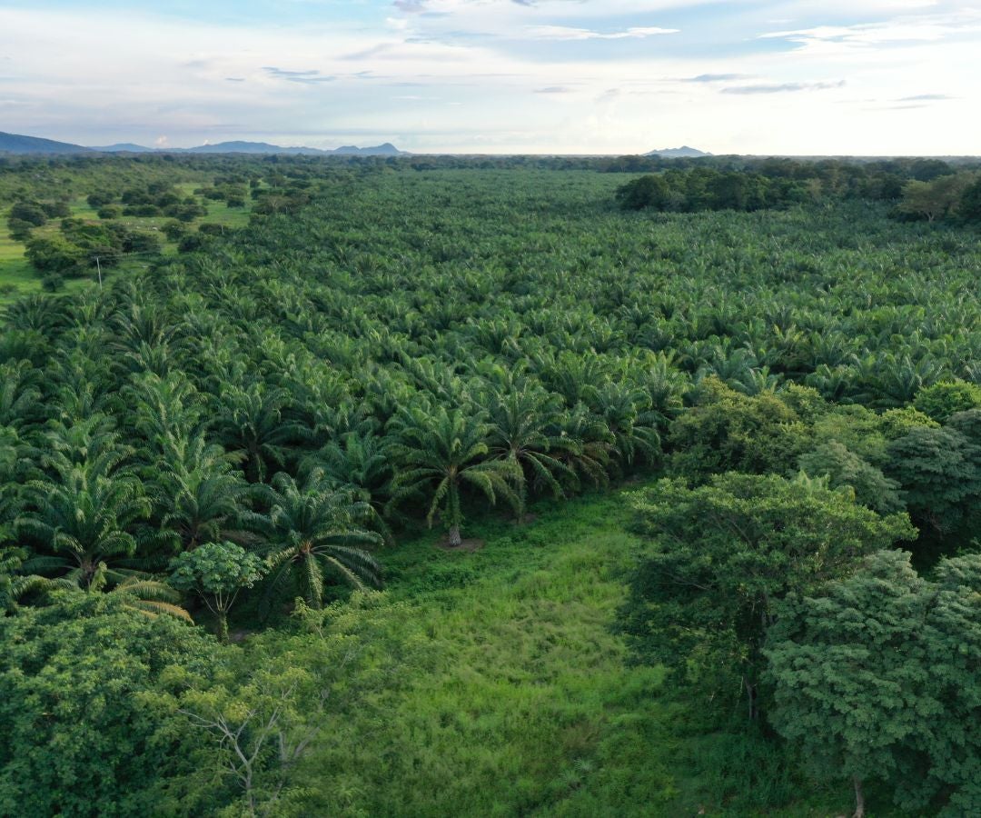 Producción de aceite de palma sigue en crecimiento
