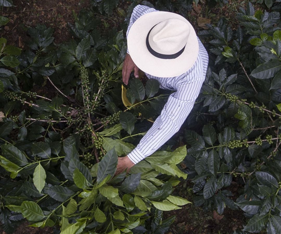Juan Valdez fortalece su estrategia de sostenibilidad hacia 2030 con metas concretas