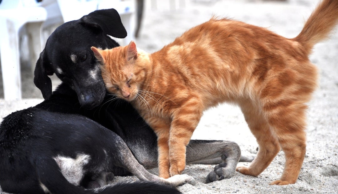 11pets ofrece un seguimiento a alientación, crecimiento y comportamiento de su mascota 11pets ofrece un seguimiento a alientación, crecimiento y comportamiento de su mascota