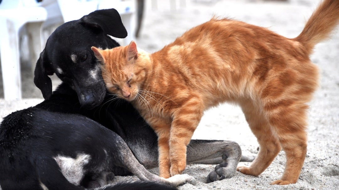 11pets ofrece un seguimiento a alientación, crecimiento y comportamiento de su mascota