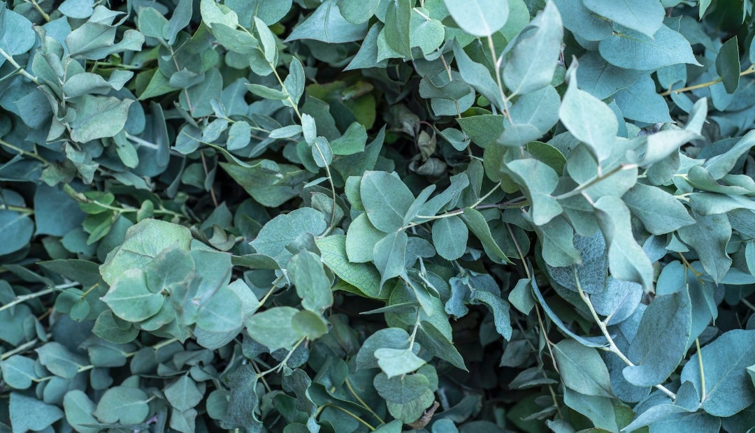 El eucalipto tiene propiedades xpectorantes, antimicrobianas, antiinflamatorias y descongestionantes El eucalipto tiene propiedades xpectorantes, antimicrobianas, antiinflamatorias y descongestionantes