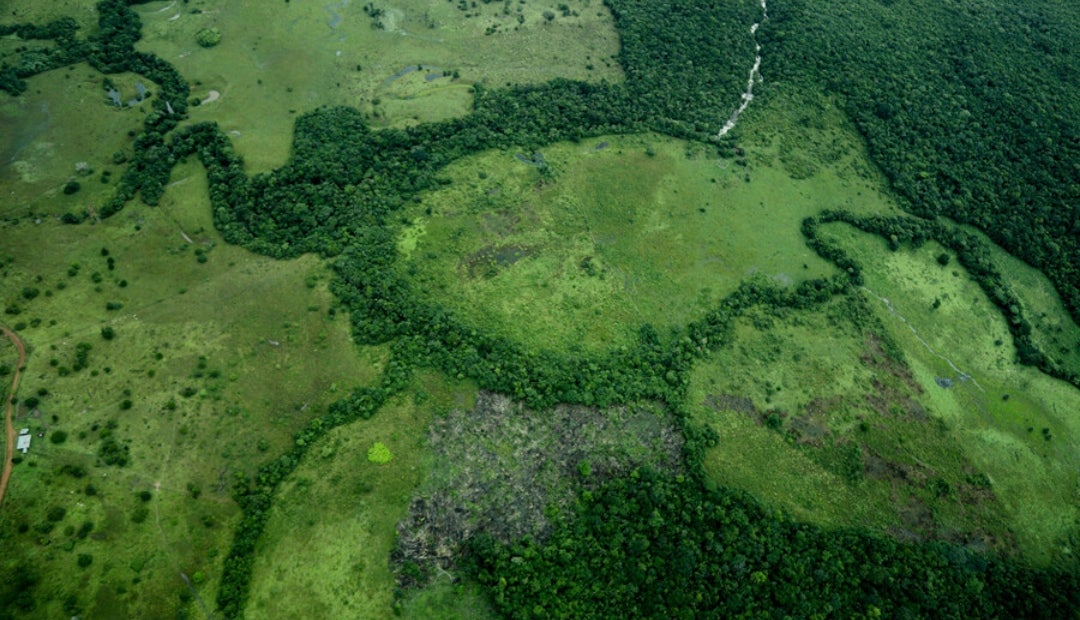 La deforestación en Colombia durante 2024 fue de 113.608 hectáreas La deforestación en Colombia durante 2024 fue de 113.608 hectáreas