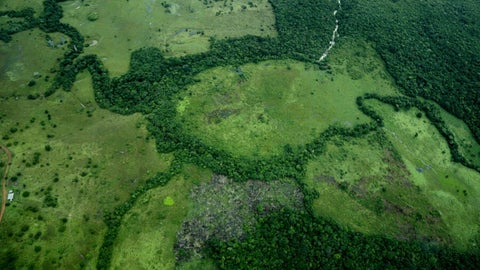 La deforestación en Colombia durante 2024 fue de 113.608 hectáreas