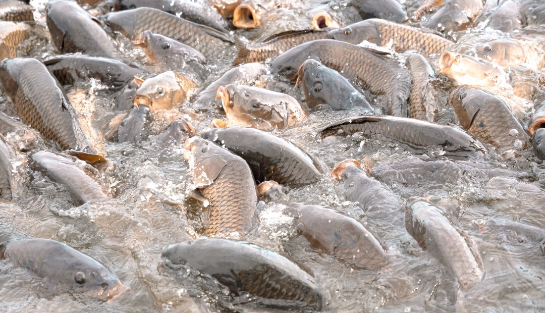 El oxígeno disuelto en el agua es vital para la supervivencia de las especies El oxígeno disuelto en el agua es vital para la supervivencia de las especies