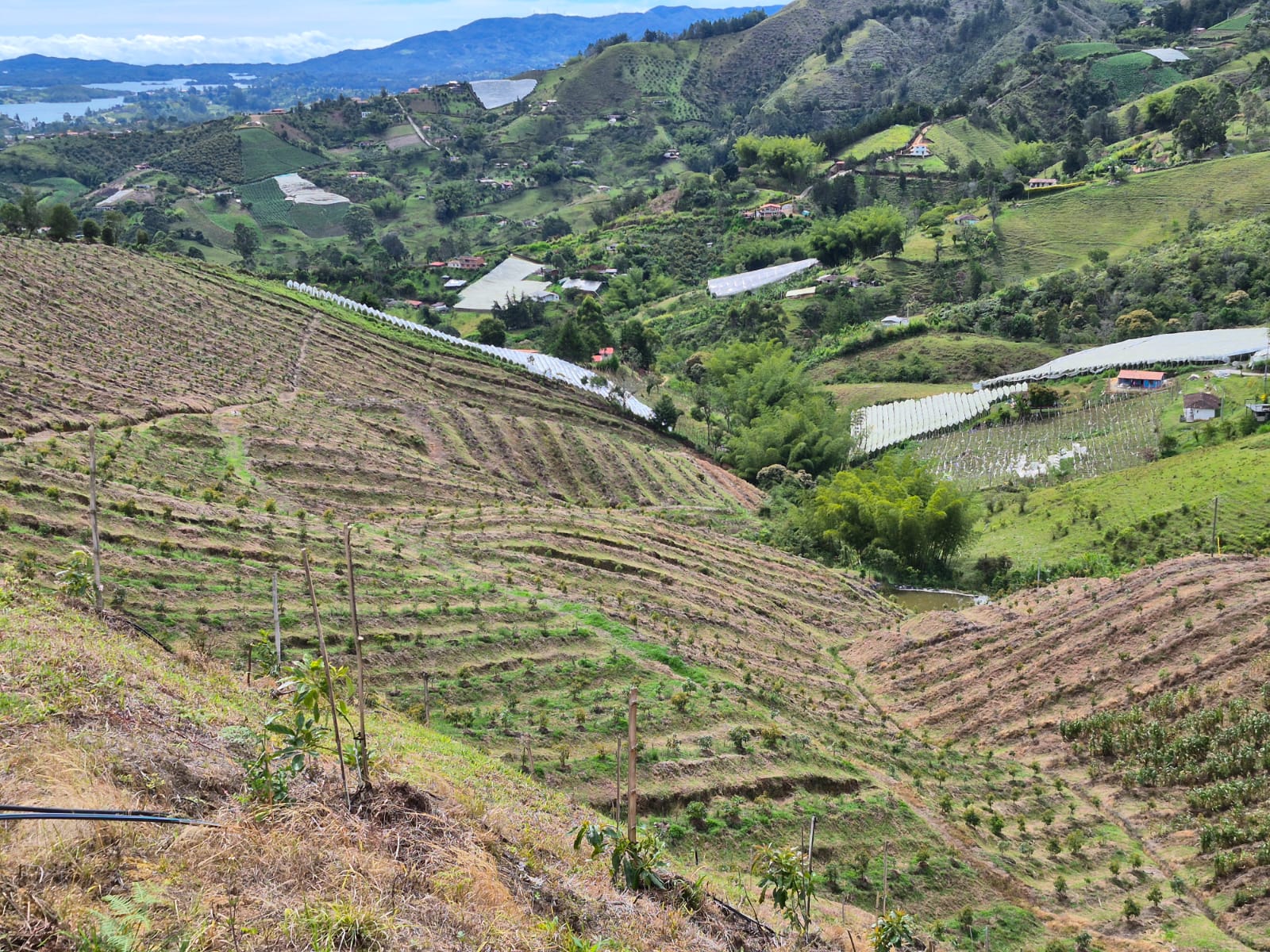 Finca Stella Verde