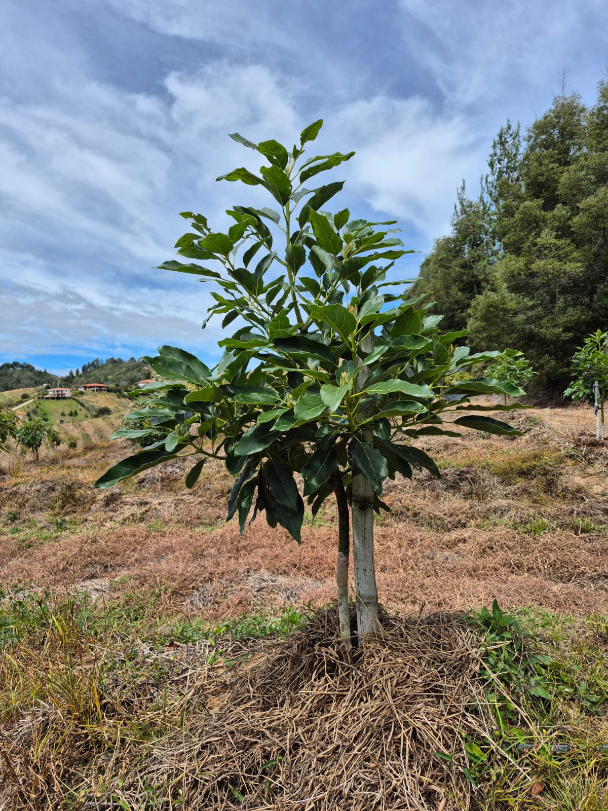 Ejemplar de las plantaciones de Stella Verde