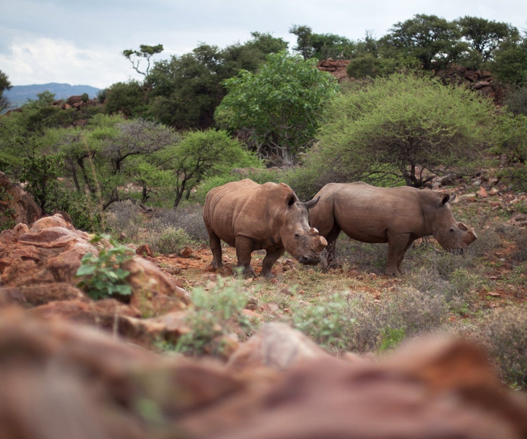 El campamento se inauguró en agosto y, de momento, se han presentado casos de ñús que han tenido que pausar su búsqueda de hierba para evitar el paso por la zona