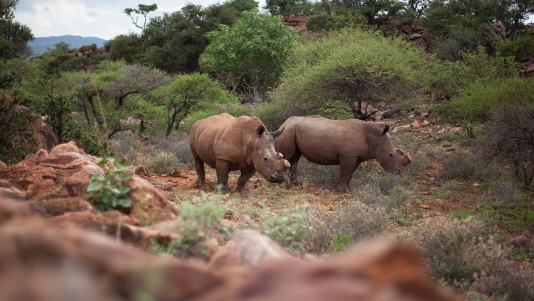 Safaris