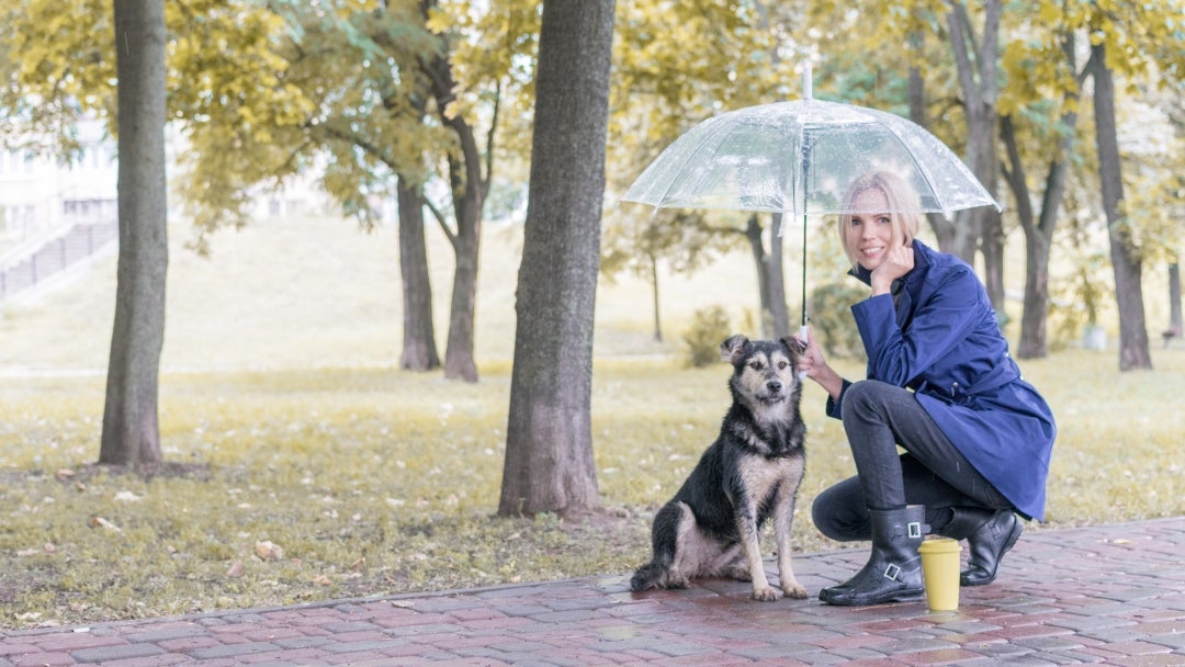 Las bajas temperaturas, la humedad constante, los truenos, los relámpagos y la proliferación de plagas como pulgas y garrapatas, pueden afectar a perros y gatos