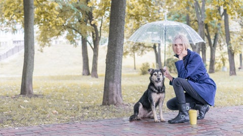 Las bajas temperaturas, la humedad constante, los truenos, los relámpagos y la proliferación de plagas como pulgas y garrapatas, pueden afectar a perros y gatos