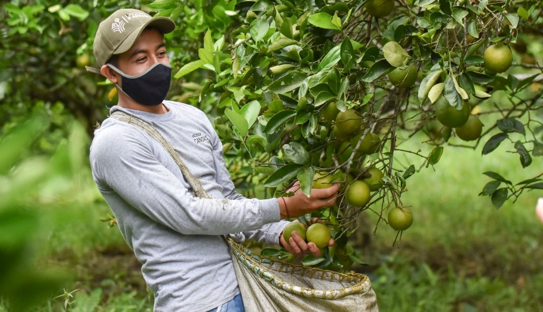 En 2024 Central del Campo exportó 300 contenedores con 7.245 toneladas de fruta En 2024 Central del Campo exportó 300 contenedores con 7.245 toneladas de fruta