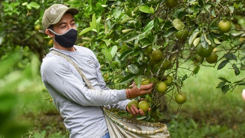 En 2024 Central del Campo exportó 300 contenedores con 7.245 toneladas de fruta
