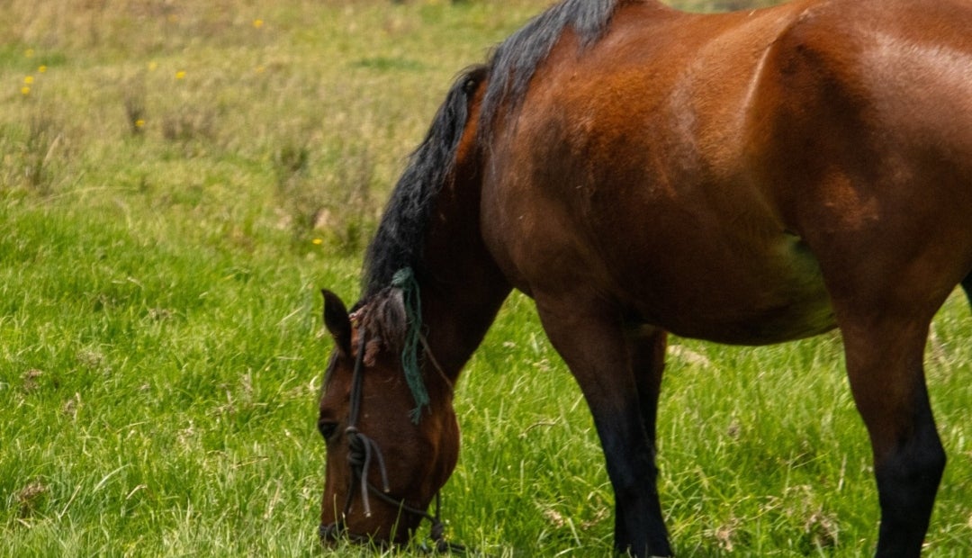 Encefalitis equina Encefalitis equina