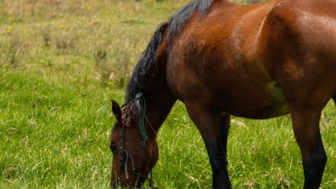 Encefalitis equina