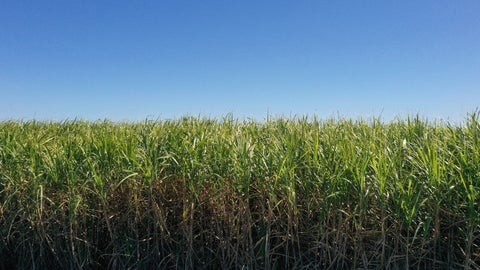 Las reservas de azúcar de Brasil se estiman en 9,3 millones de toneladas al 31 de agosto