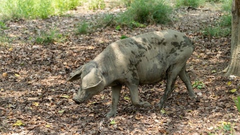 El consumo de carne de cerdo per cápita para 2024 fue de 14 kg