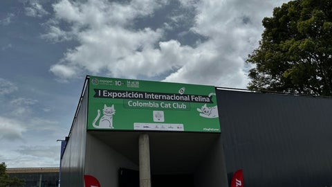 Los mejores gatos en cada categoría se elegirán el domingo 17 de agosto