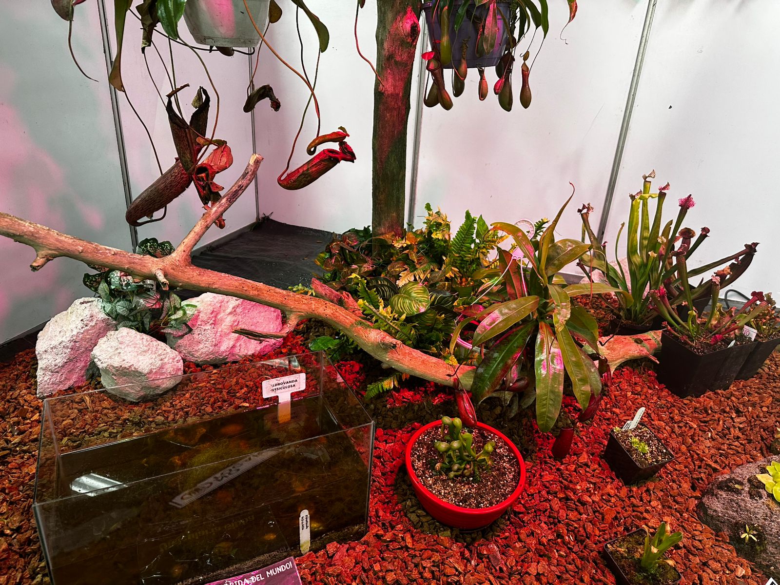 Granja Expopet
