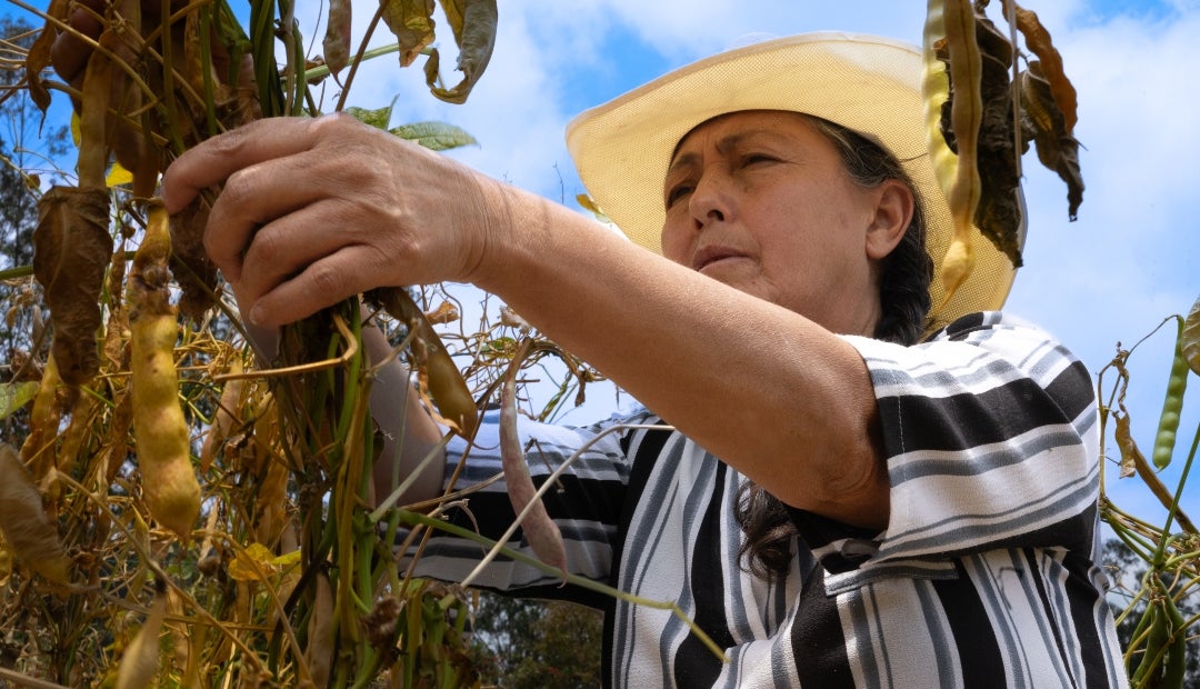 Productores agrícolas Productores agrícolas