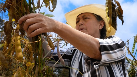 Productores agrícolas