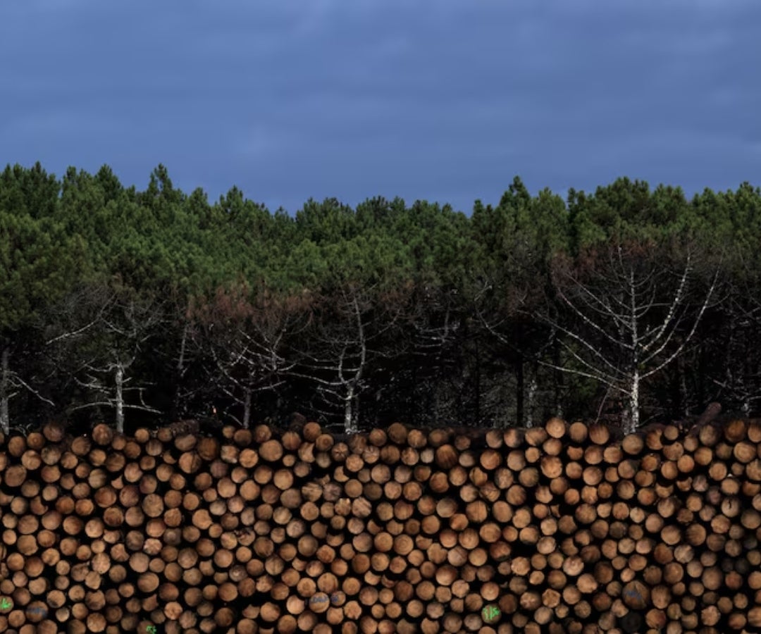 Tala de árboles en Paraguay