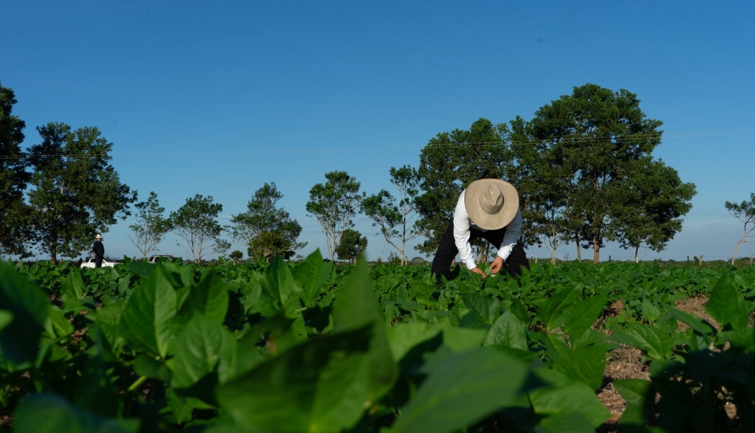 PIB agropecuario PIB agropecuario