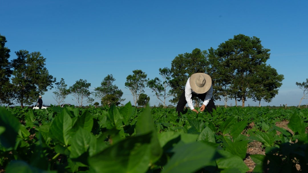 PIB agropecuario