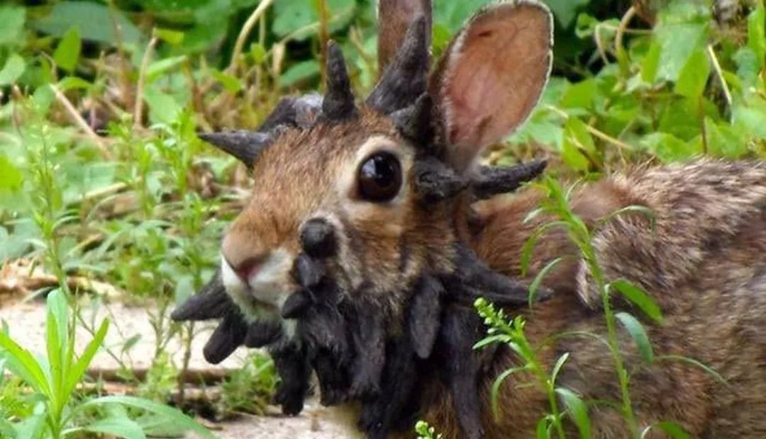 El Observador Varios animales han aparecido con su piel cubierta de tumores.