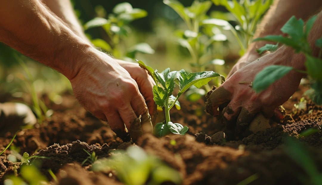 Las prácticas de agricultura regenerativa mejoran la salud de los suelos y los ecosistemas Las prácticas de agricultura regenerativa mejoran la salud de los suelos y los ecosistemas