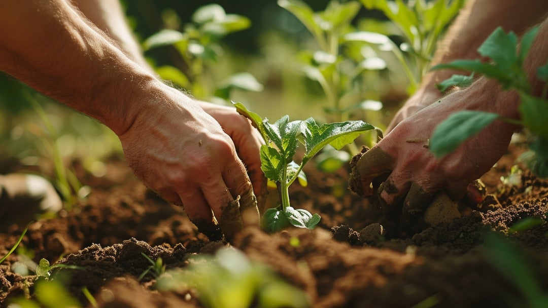 Las prácticas de agricultura regenerativa mejoran la salud de los suelos y los ecosistemas