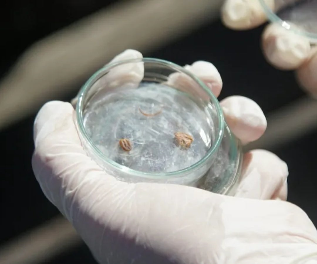 Mgap e Inia van a la guerra contra el parásito que causa pérdidas por US$ 50 millones