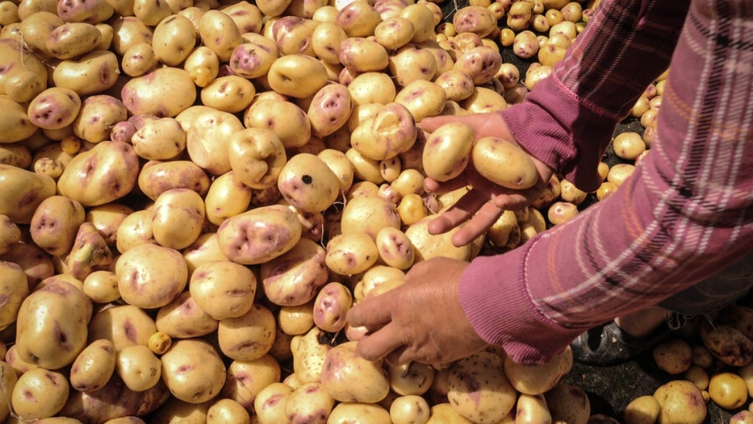 Uno de bioestimulantes en cultivo de papa reduce 40% las emisiones de CO2