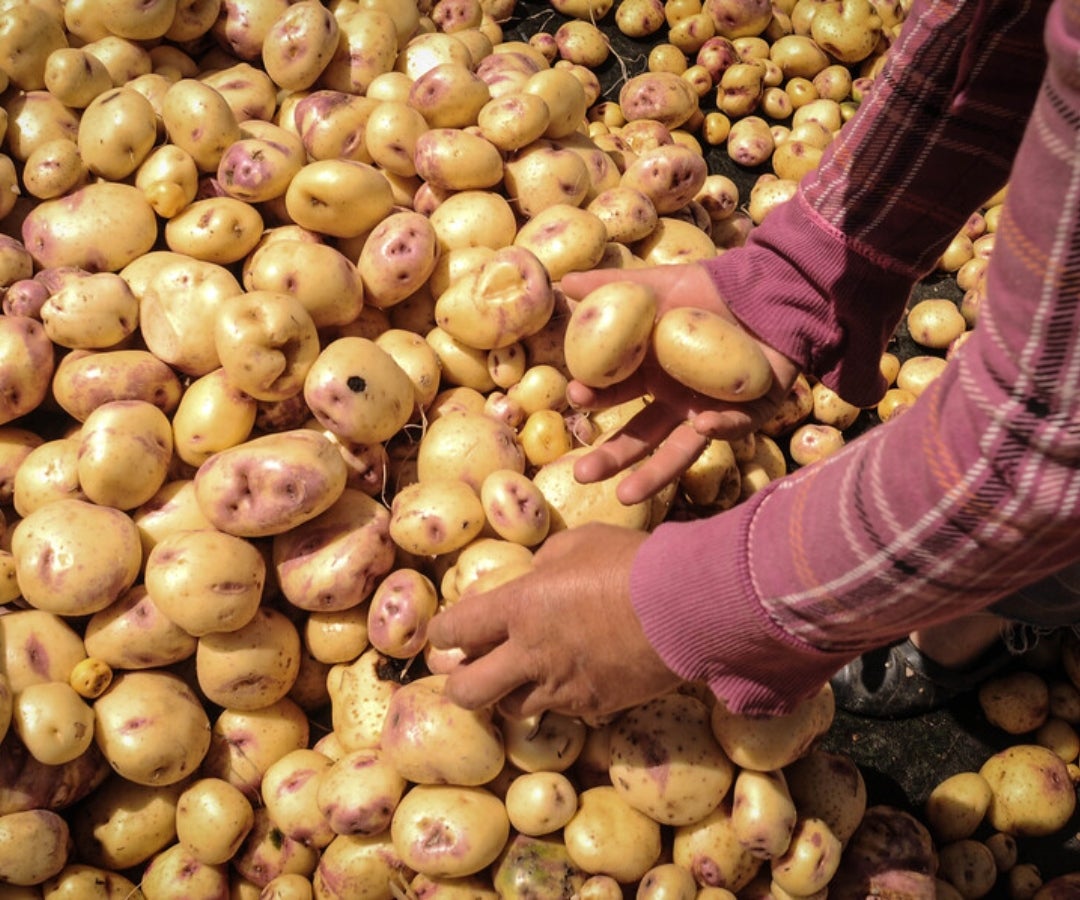 Uno de bioestimulantes en cultivo de papa reduce 40% las emisiones de CO2