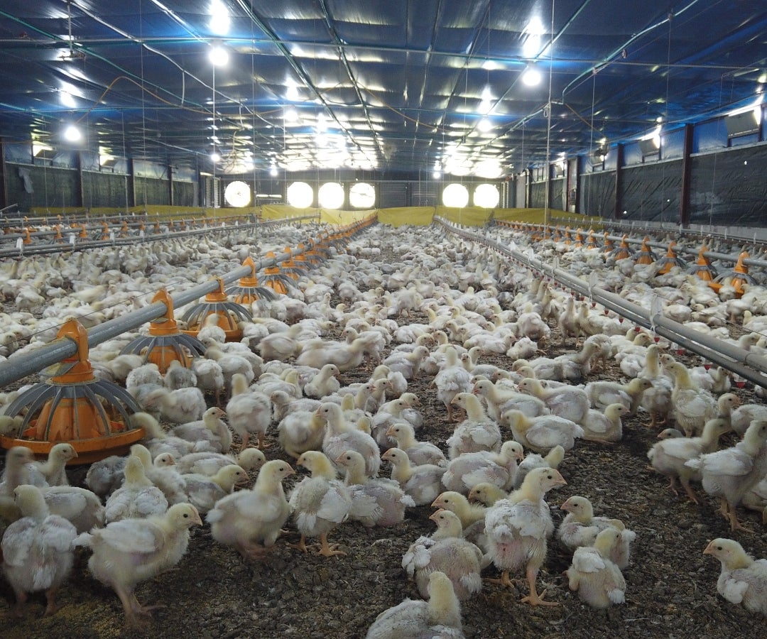 Pekín impuso en mayo la prohibición a las importaciones de aves de corral y productos derivados procedentes de Brasil tras detectarse un brote de gripe aviar en el país