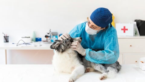 Se logró completar una red de donantes activos e inscritos de cerca de 1.223 animales, de los que 78% son perros