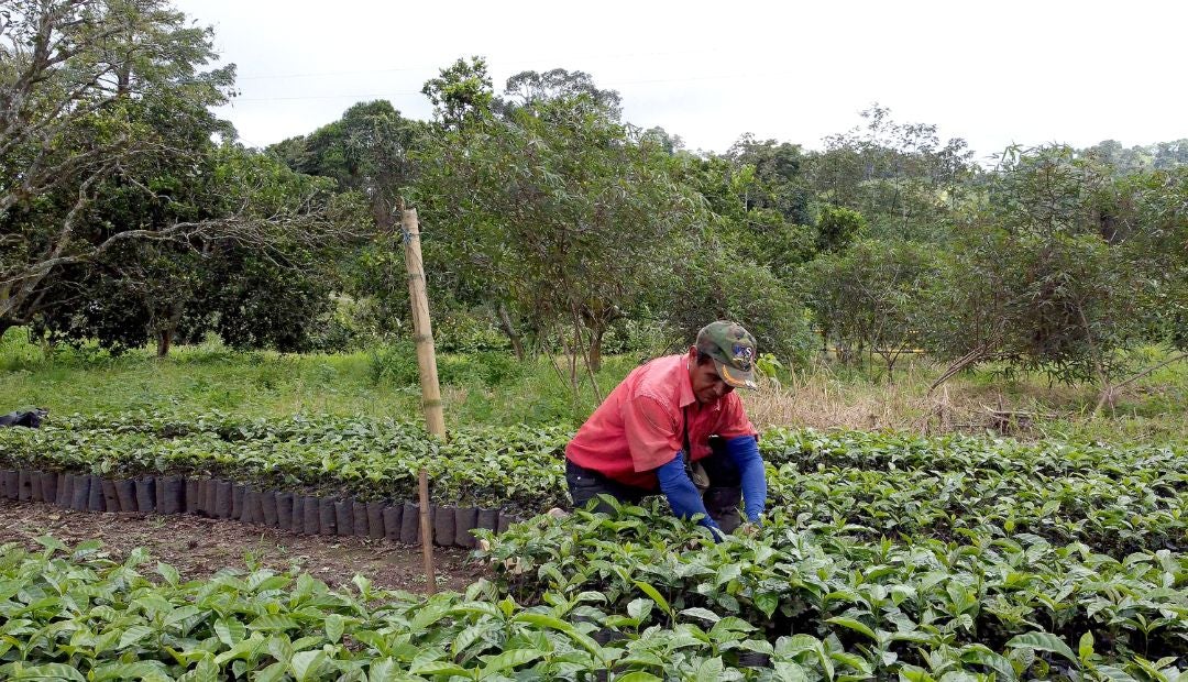 Ecosistema Cafetero apuesta de Davivienda para caficultores y sus familia La relación de Davivienda con el café colombiano no es reciente. Desde los tiempos del recordado Bancafé, el compromiso con el sector cafetero ha sido parte de su ADN institucional.