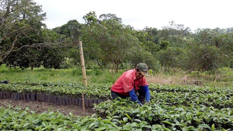 La relación de Davivienda con el café colombiano no es reciente. Desde los tiempos del recordado Bancafé, el compromiso con el sector cafetero ha sido parte de su ADN institucional.